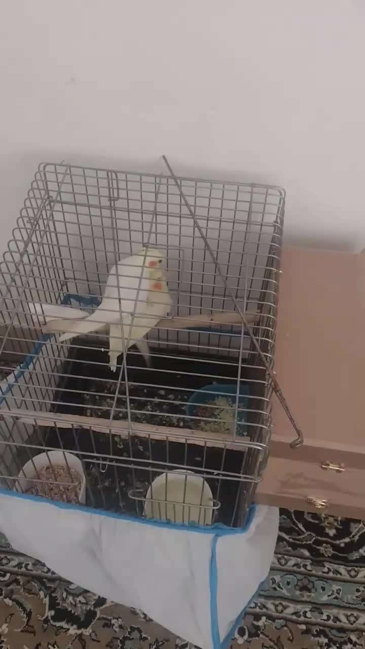 یک جفت عروس هلندی صددرصد تضمینی|پرنده|بومهن, |دیوار