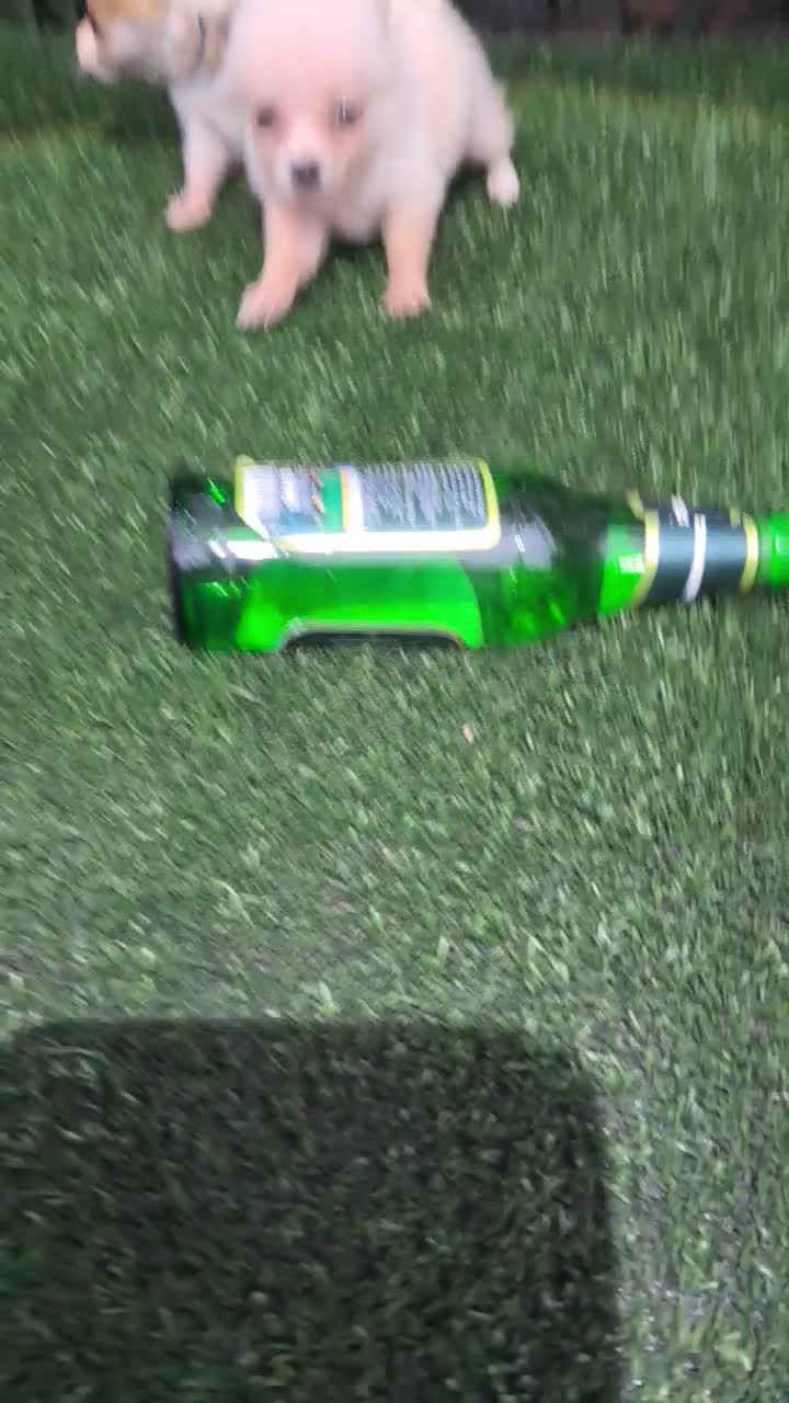 توله سگ تو جیبی یا فنجونی(شی هواهوا)|سگ|قائمشهر, |دیوار