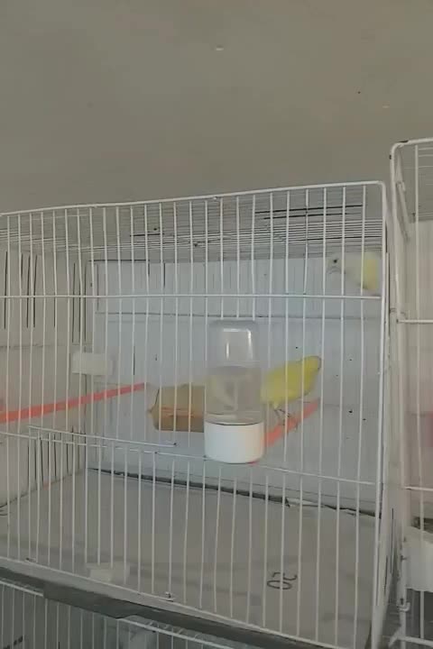 قناری ماده|پرنده|مشهد, حضرت حجت|دیوار