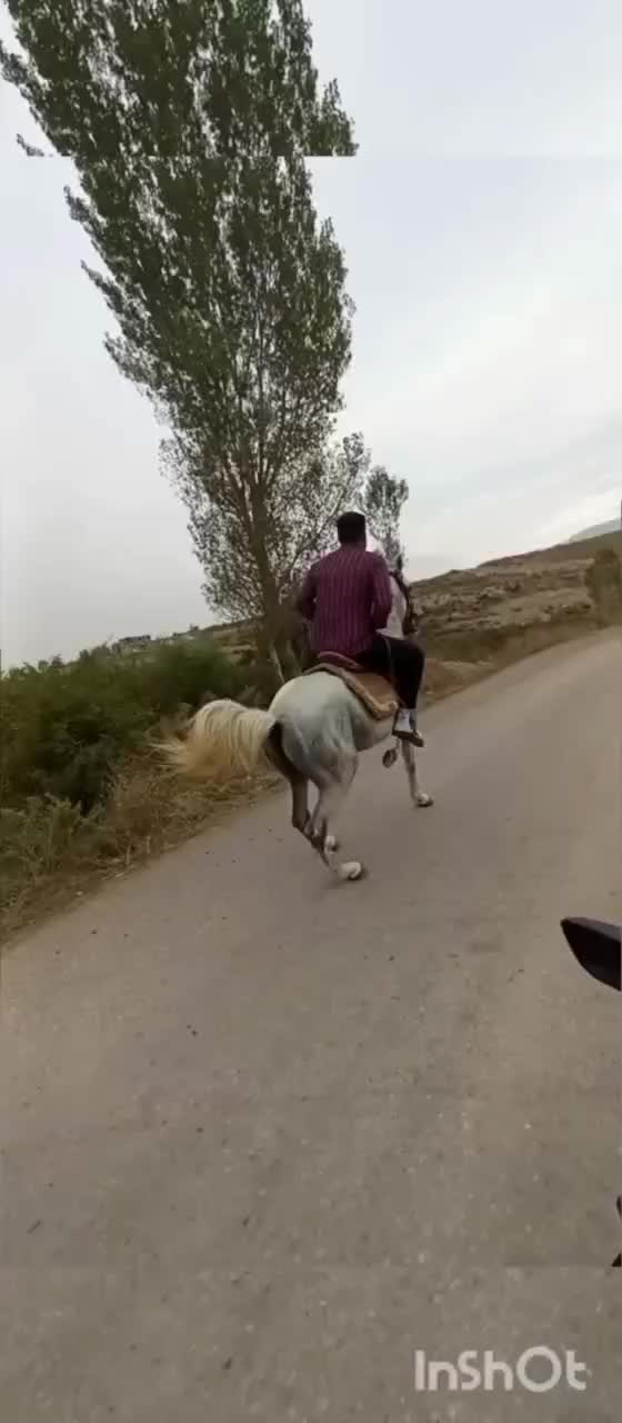 اسب کرد|اسب و تجهیزات اسب‌سواری|اردبیل, |دیوار