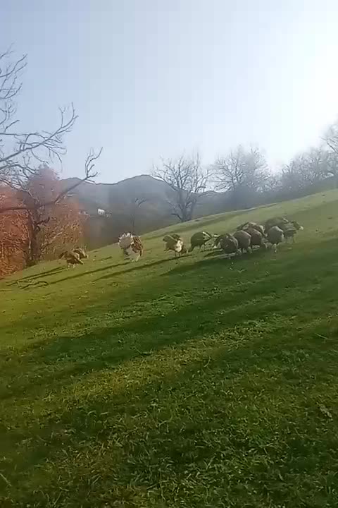 فروش فوری|حیوانات مزرعه|هوراند, |دیوار