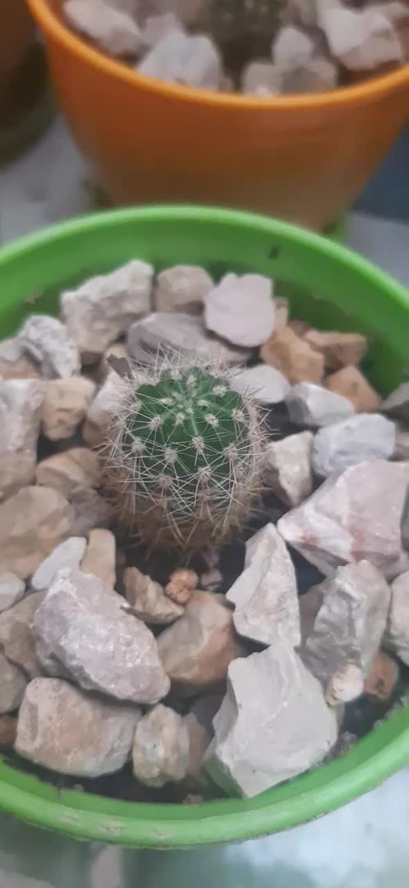 افوربیا فوق زیبا و کلکسیونی|گل و گیاه طبیعی|اسلام‌‌آباد غرب, |دیوار