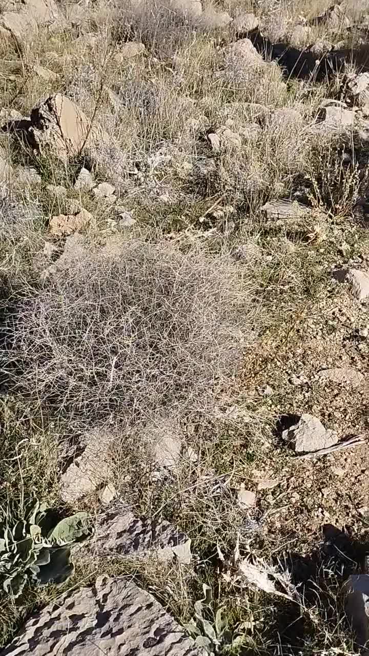 الاغ نر|حیوانات مزرعه|شیراز, گل سرخ|دیوار