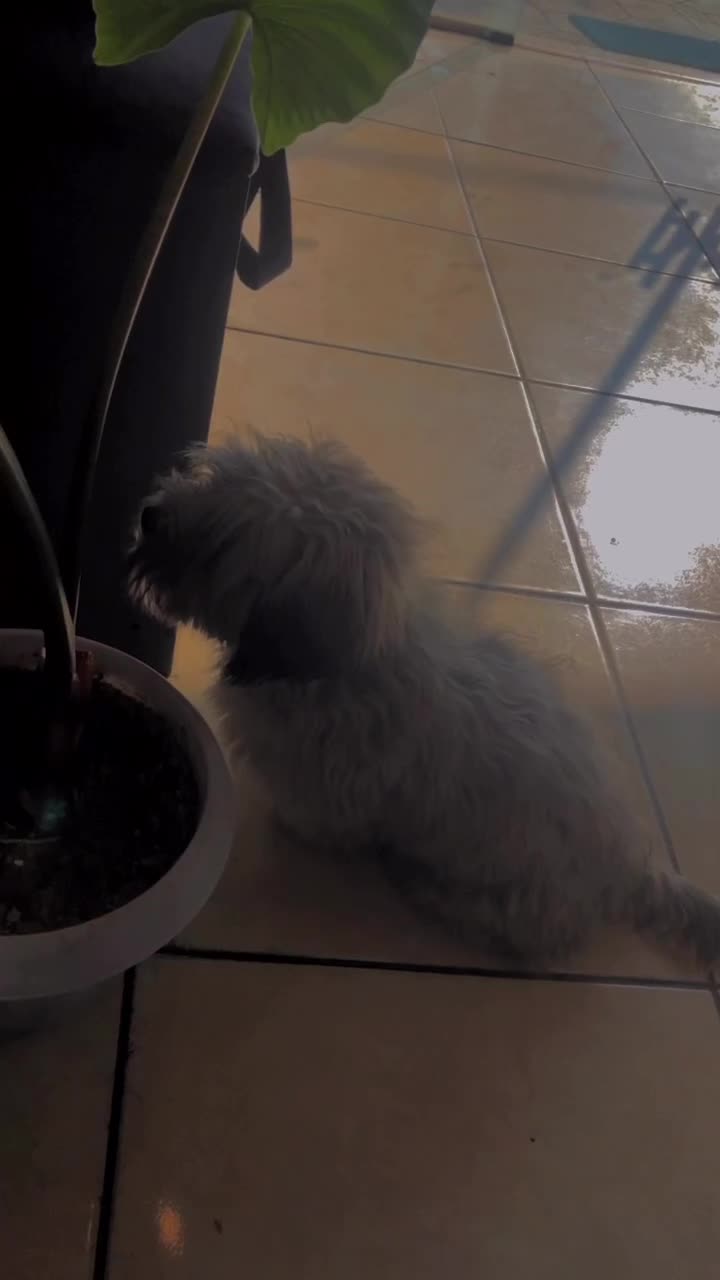 واگذاری سگ پاپی|سگ|سرخرود, |دیوار