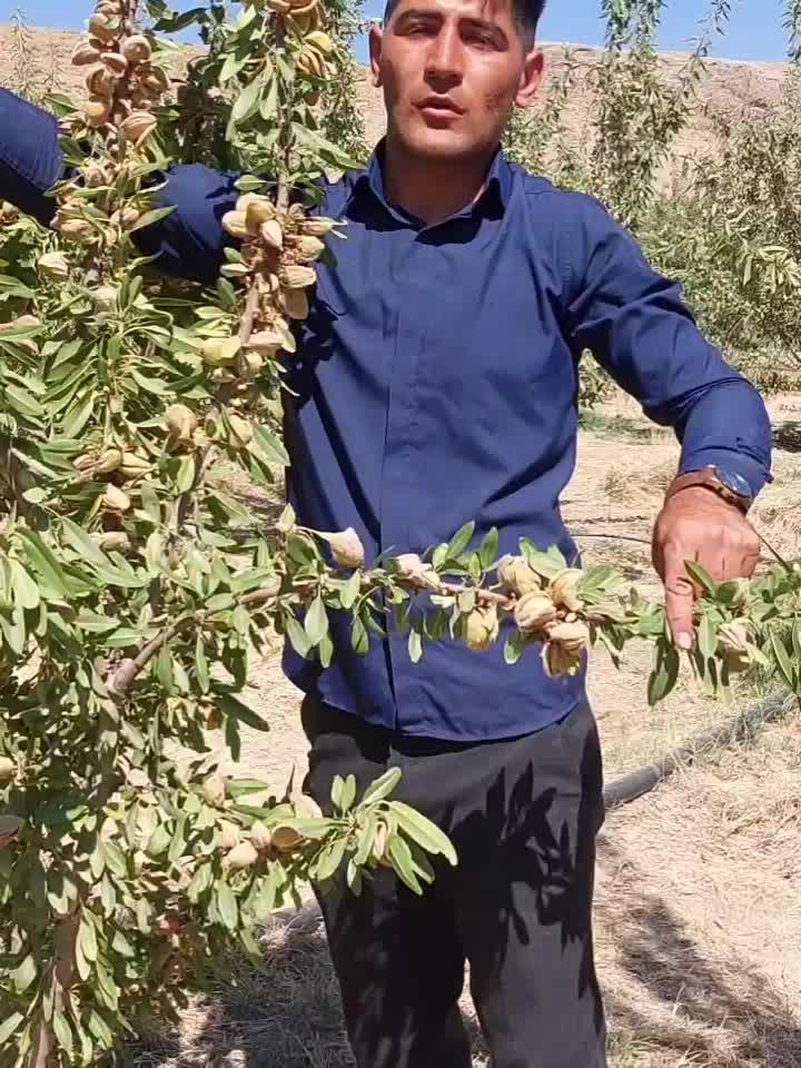 فروش انواع نهال میوه های پیوندی و اصلاح شده|خدمات باغبانی و درختکاری|سنندج, |دیوار