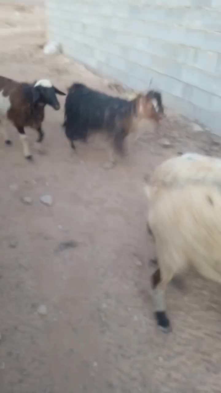 ۸۰راس بز یک دست جوان فروشی|حیوانات مزرعه|خرم بید, |دیوار