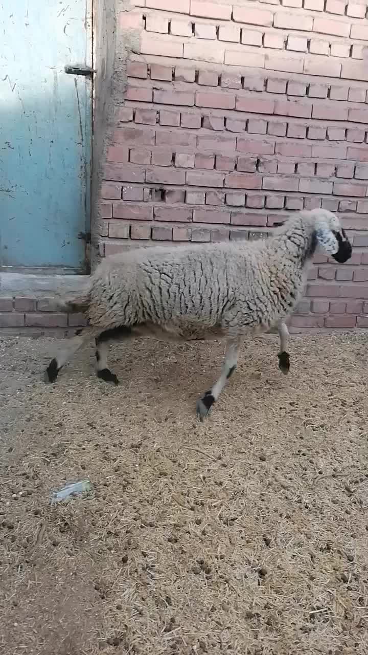 میش آبستن سنگین|حیوانات مزرعه|چترود, |دیوار