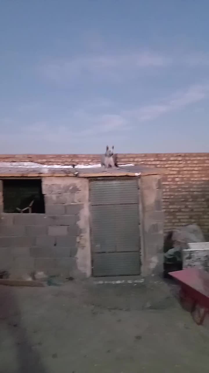 سگ پاپی نرچه خوشگل بشرط|سگ|ساوه, |دیوار