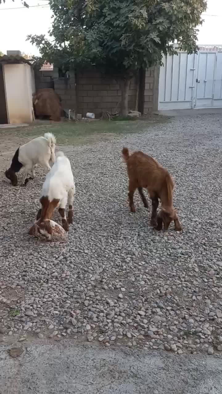 بزغاله جنس|حیوانات مزرعه|گنبد کاووس, |دیوار