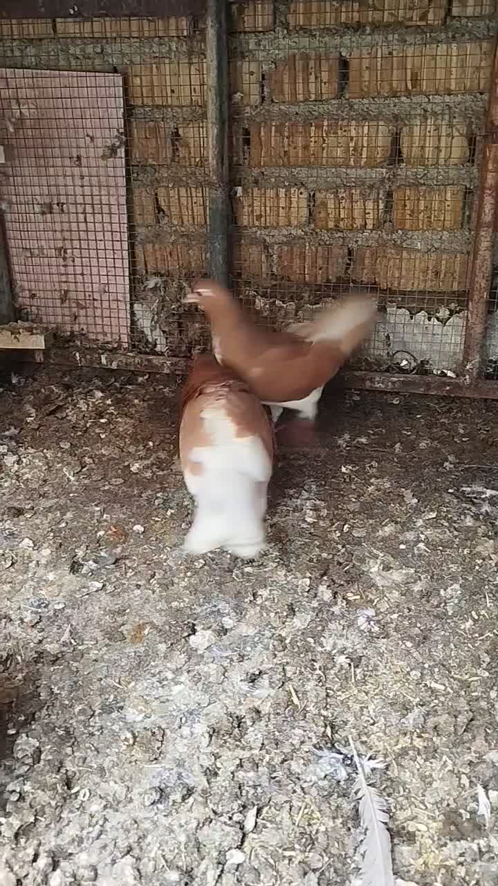 کله زرد نر|پرنده|مرودشت, فرهنگ|دیوار