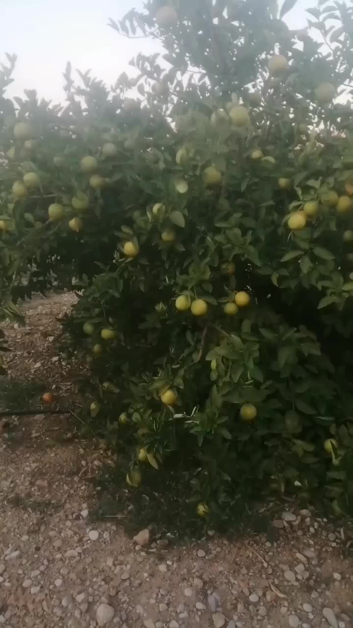 نهالستان مرکبات صاحب الزمان(ع)|خدمات باغبانی و درختکاری|بهبهان, |دیوار