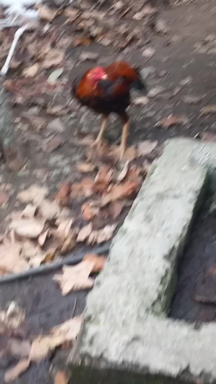 لاری|حیوانات مزرعه|لوندویل, |دیوار