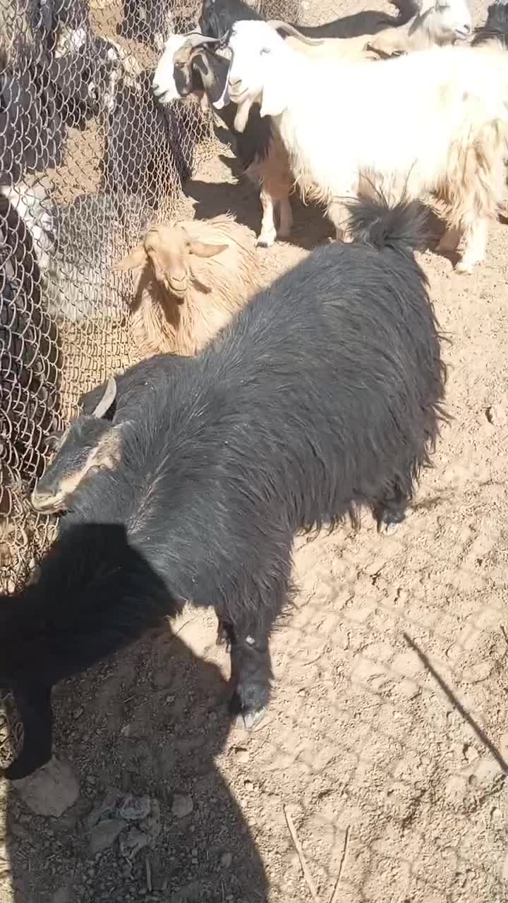 بز کهره دار|حیوانات مزرعه|آباده, |دیوار