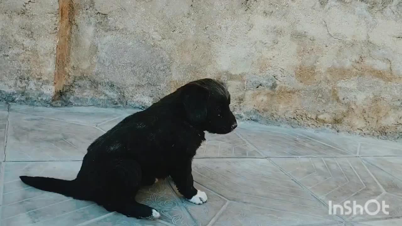 توله سگ قرجونی|سگ|داراب, |دیوار