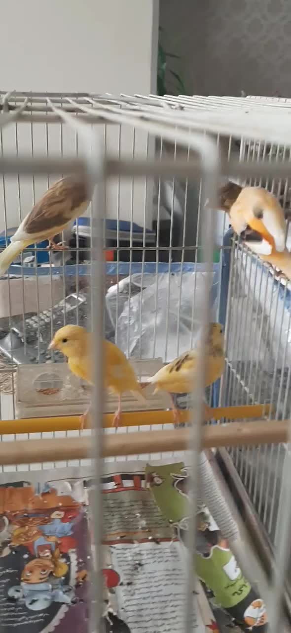 قناری|پرنده|مشهد, هفت تیر (آب و برق)|دیوار