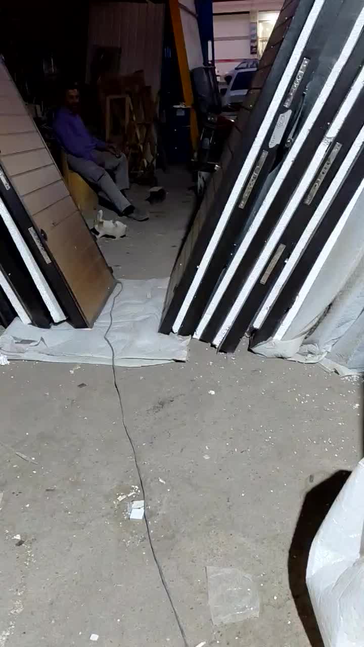 خرگوش اهلی|موش و خرگوش|خمینیشهر, |دیوار