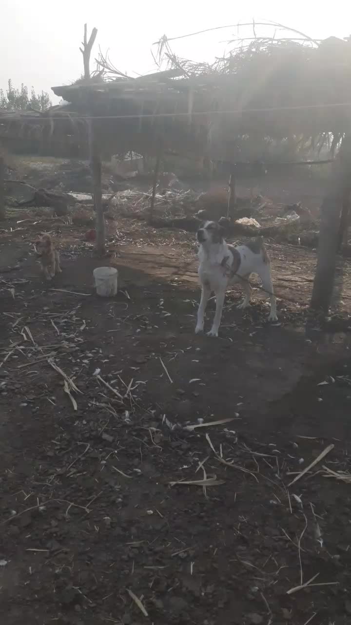 واگذاریسگافغان|سگ|آزادشهر, |دیوار