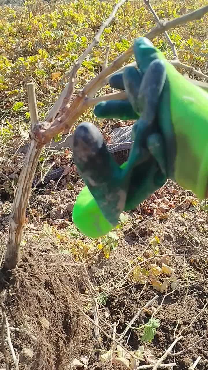 فروش نهال انگور تضمینی با کیفیت عالی|خدمات باغبانی و درختکاری|ابهر, |دیوار