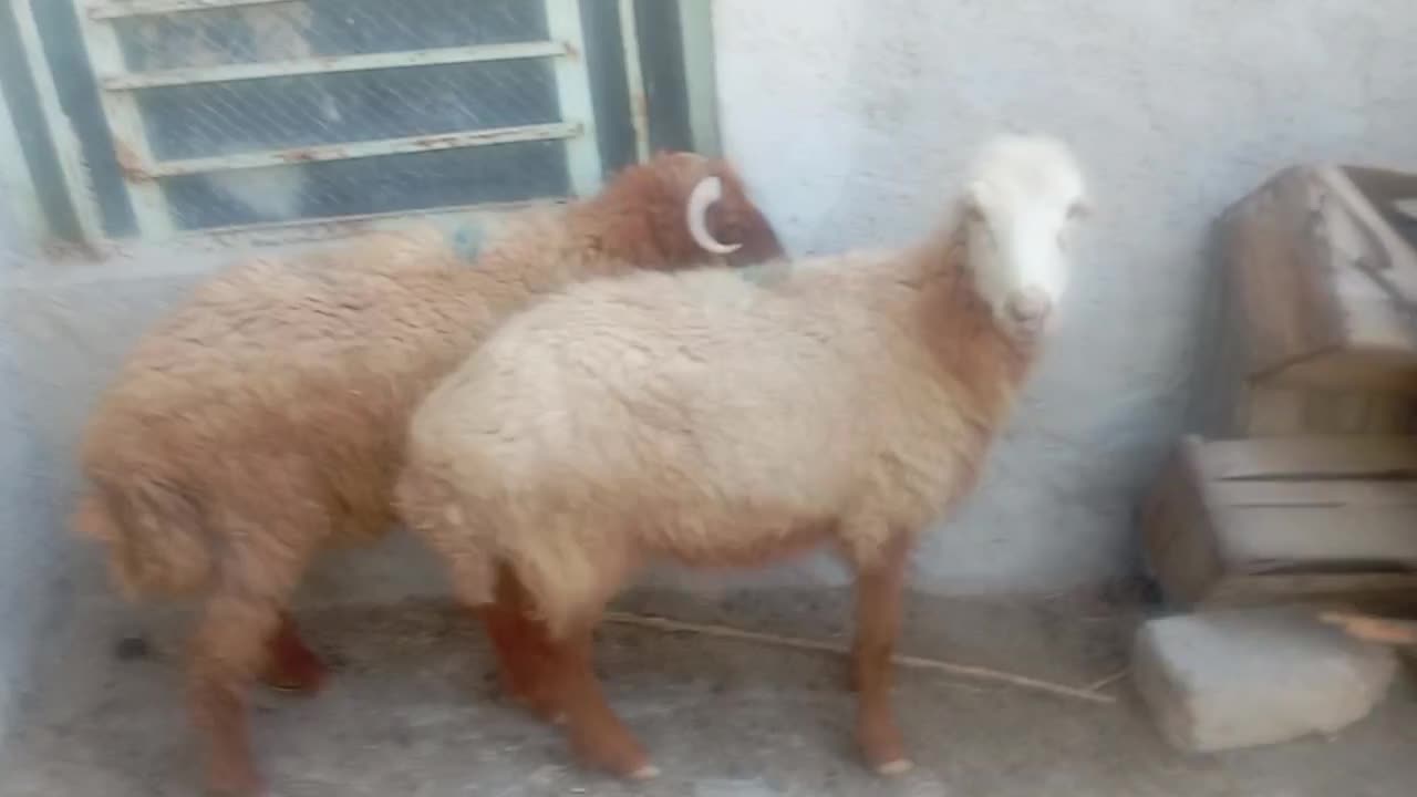 میش و بره نر پارساله|حیوانات مزرعه|سعدآباد, |دیوار