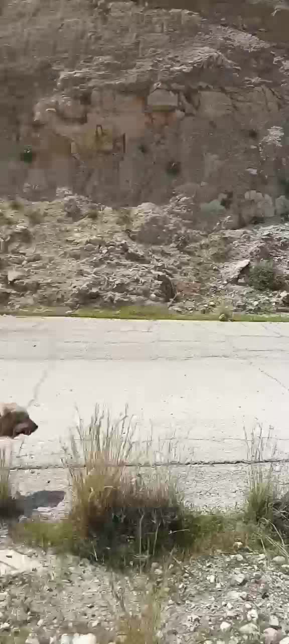 ساورن|حیوانات مزرعه|ایوان, |دیوار