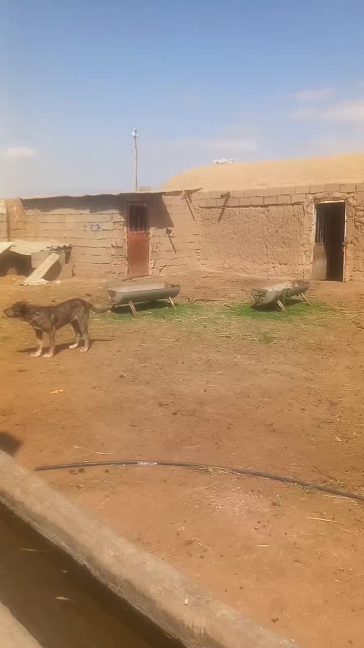 ***|سگ|تربت جام, میان جام|دیوار