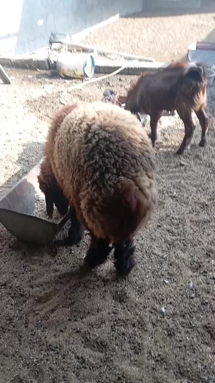 بره نر درجه یک|حیوانات مزرعه|سعدآباد, |دیوار