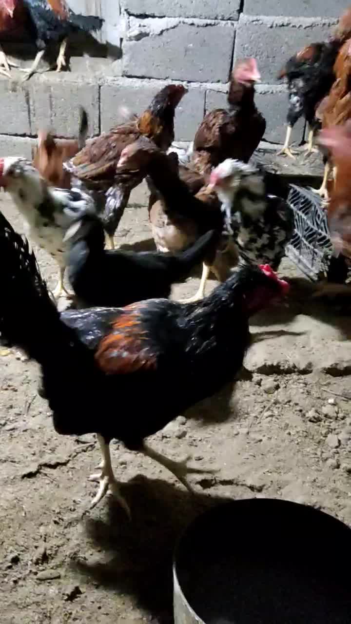 مرغ خروس لاری گلین|حیوانات مزرعه|هشتگرد, شهرک ایران خودرو|دیوار