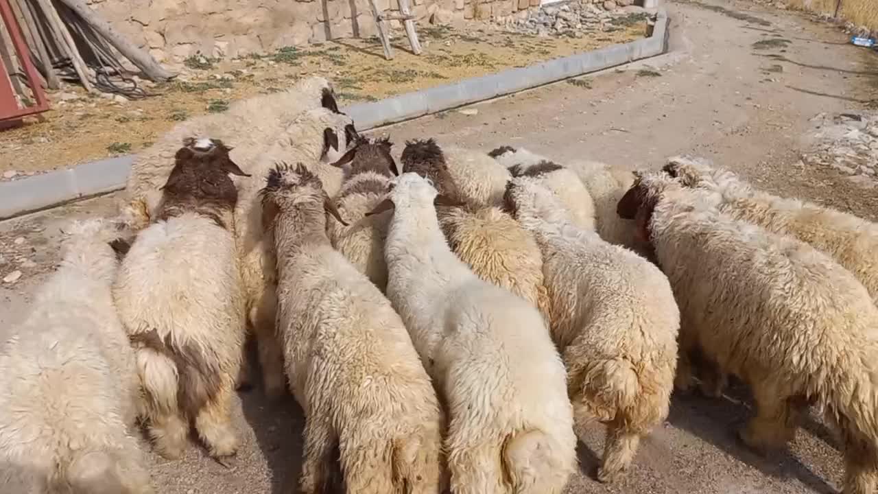 بره|حیوانات مزرعه|گوآور, |دیوار