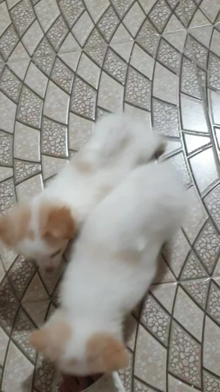 توله اشپیتز پامر|سگ|تنکابن, |دیوار