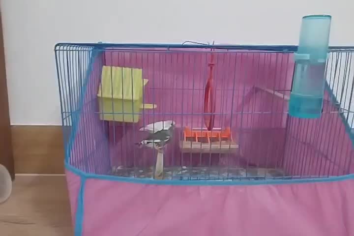 فنچ نر و ماده سرحال باقفس|پرنده|بندر ترکمن, |دیوار