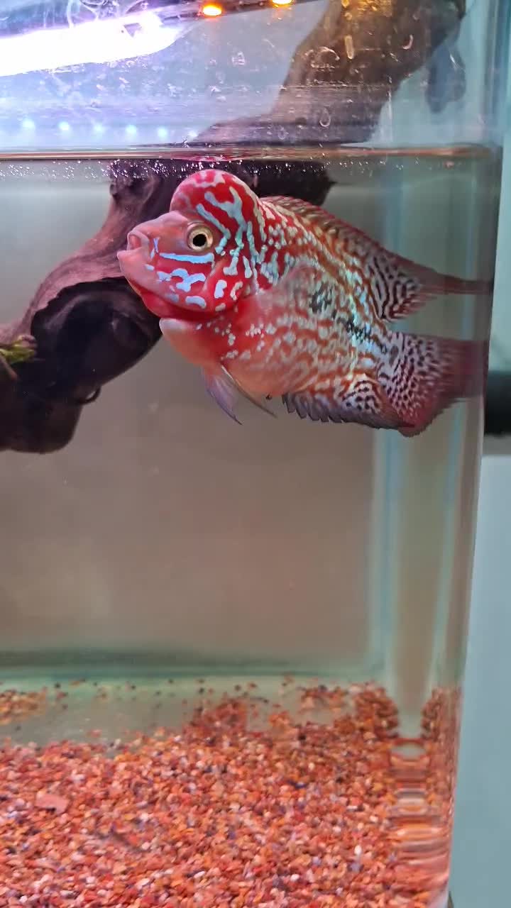 کینگ کامفا رد بیس وارداتی|ماهی|شیراز, گویم|دیوار