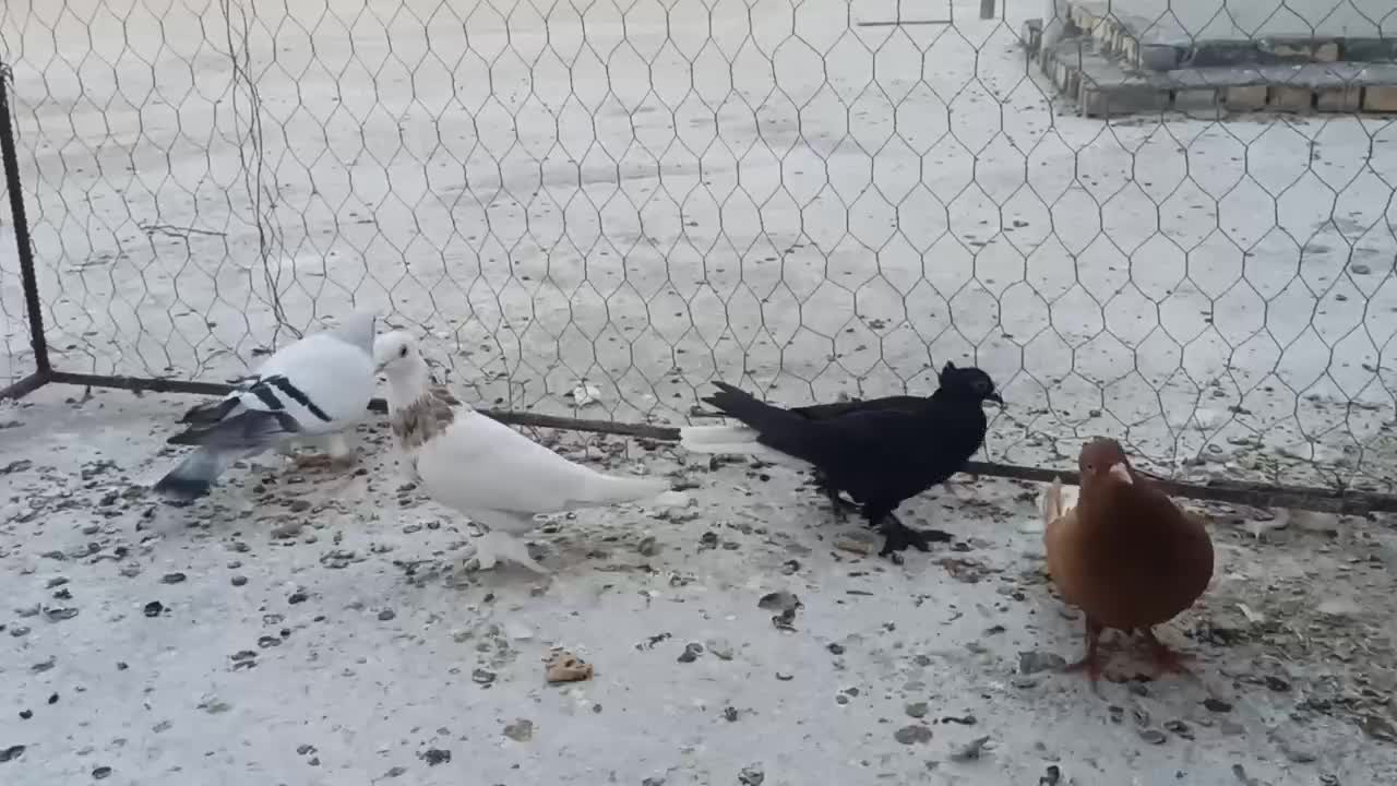 ۳۰۰۰۰۰|پرنده|بهبهان, |دیوار