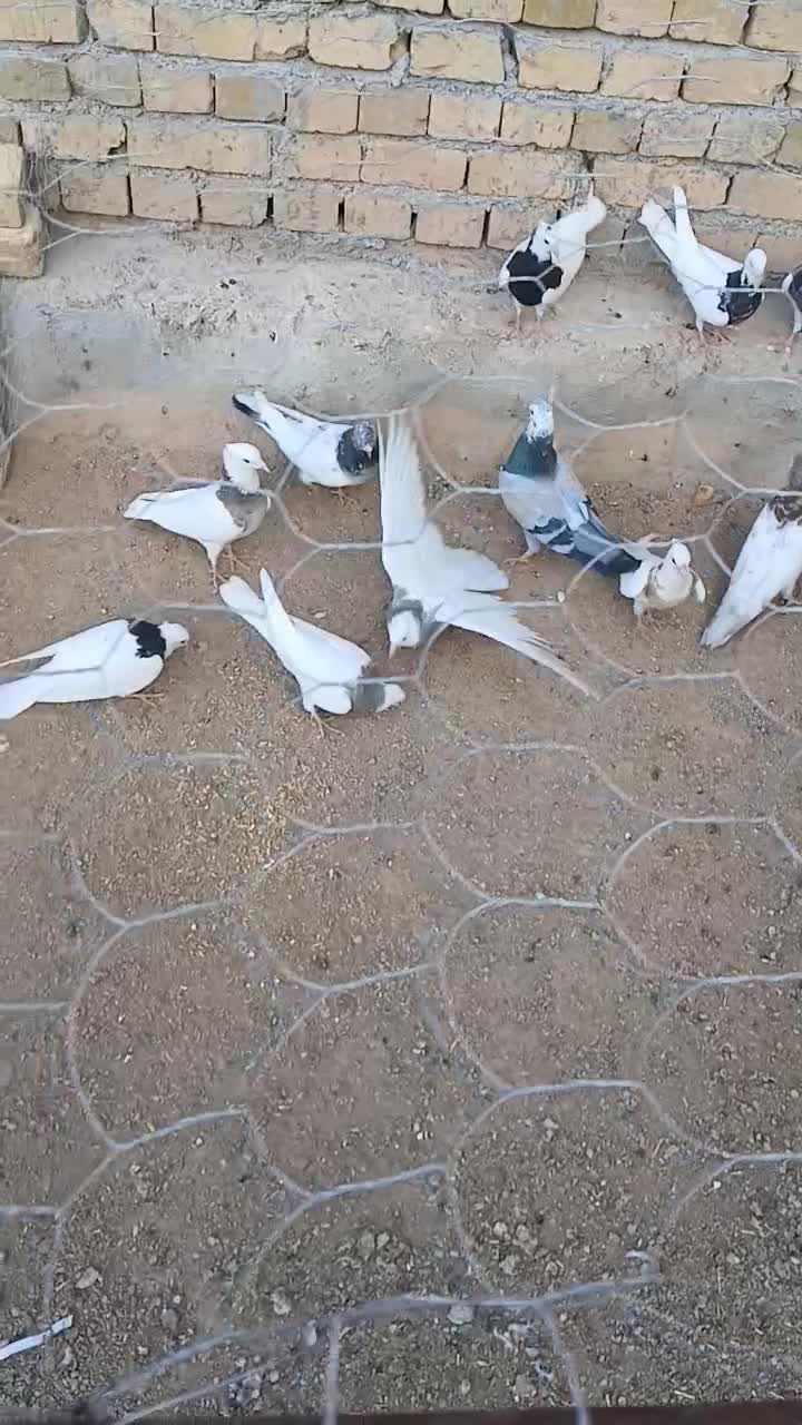 کبوتر|پرنده|گل تپه, |دیوار