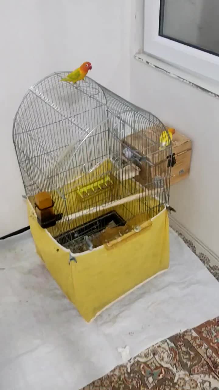 طوطی کوتوله برزیلی « فیشر رنگ خاص»|پرنده|قروه, |دیوار