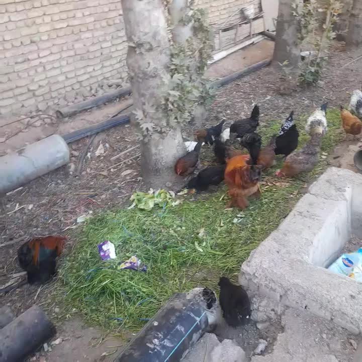 مرغ خروس|حیوانات مزرعه|هشتگرد, شهرک افشاریه|دیوار