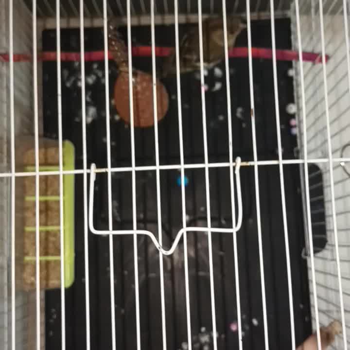 سهر ماده|پرنده|شیروان (خراسان), |دیوار