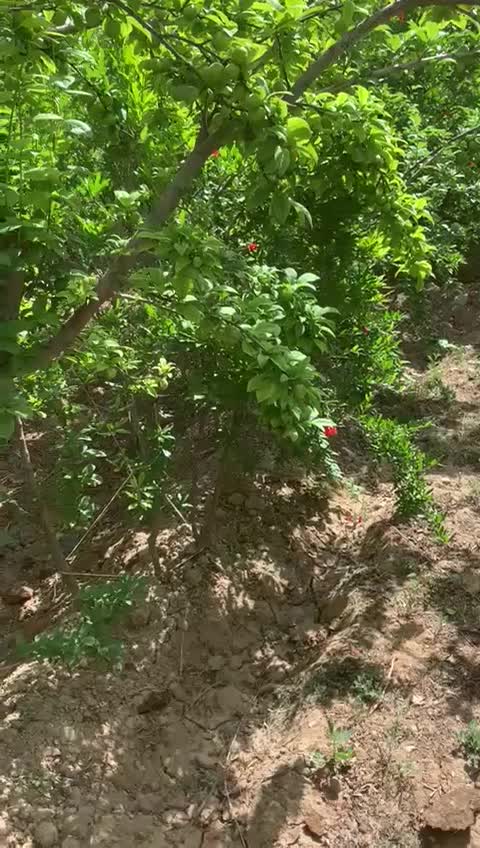 فروش باغ ۷۴۰.متری درجاده ساوه|فروش زمین و ملک کلنگی|تهران, دریاچه شهدای خلیج فارس|دیوار