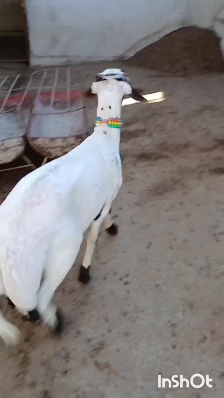 سلام 1عدد گوسفند توقلی قوچ افشار|حیوانات مزرعه|سیمین شهر, |دیوار