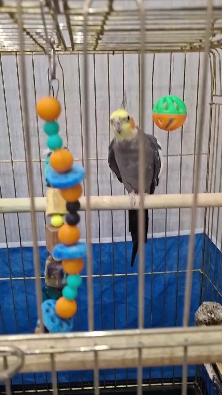 عروس هلندی|پرنده|اراک, |دیوار