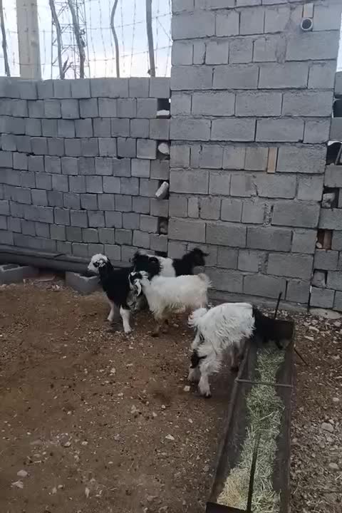 بزغاله کردی ۴ عدد|حیوانات مزرعه|مهران (ایلام), |دیوار