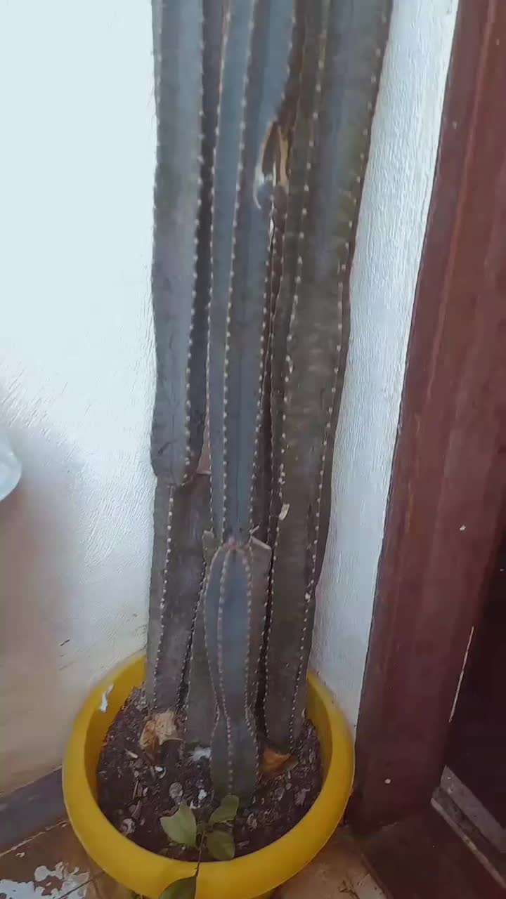 کاکتوس|گل و گیاه طبیعی|نکا, |دیوار