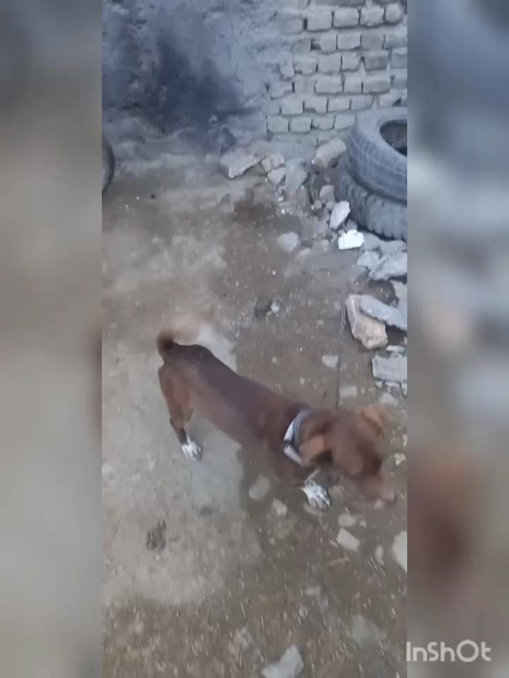 سگ پاکوتاه|سگ|چناران, |دیوار