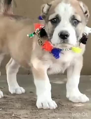 سگ های نگهبان|سگ|کرج, فاز ۳ مهرشهر|دیوار