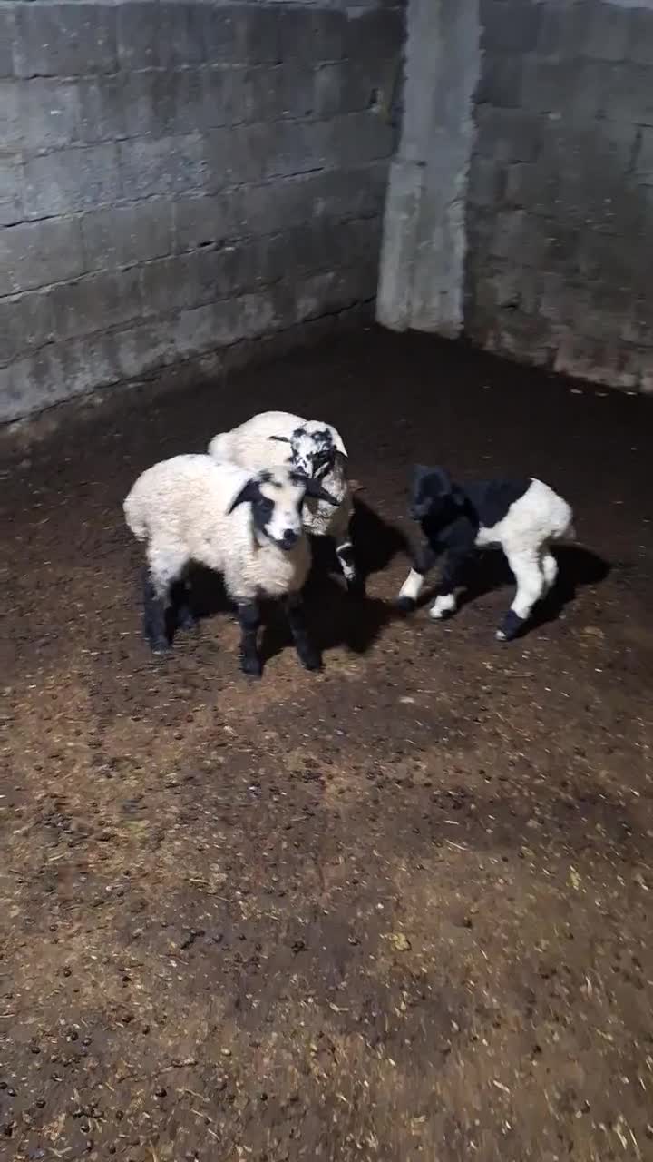 سه عددبره بفروش میرسد|حیوانات مزرعه|حویق, |دیوار