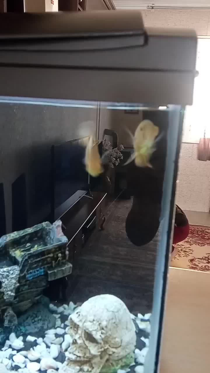 ماهی اسکار آلبینو و لجنخار اسپرت.|ماهی|بیجار, |دیوار