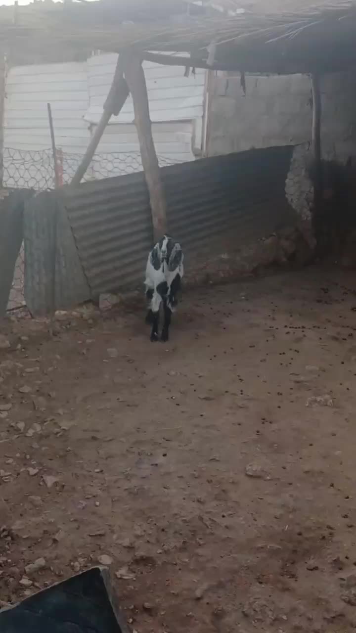 سلام یک راس بزغاله|حیوانات مزرعه|سرپل ذهاب, |دیوار