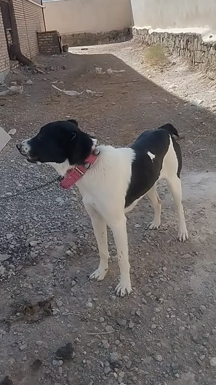توله ماده ۱۰ماهه افغان دم کل|سگ|نوبران, |دیوار