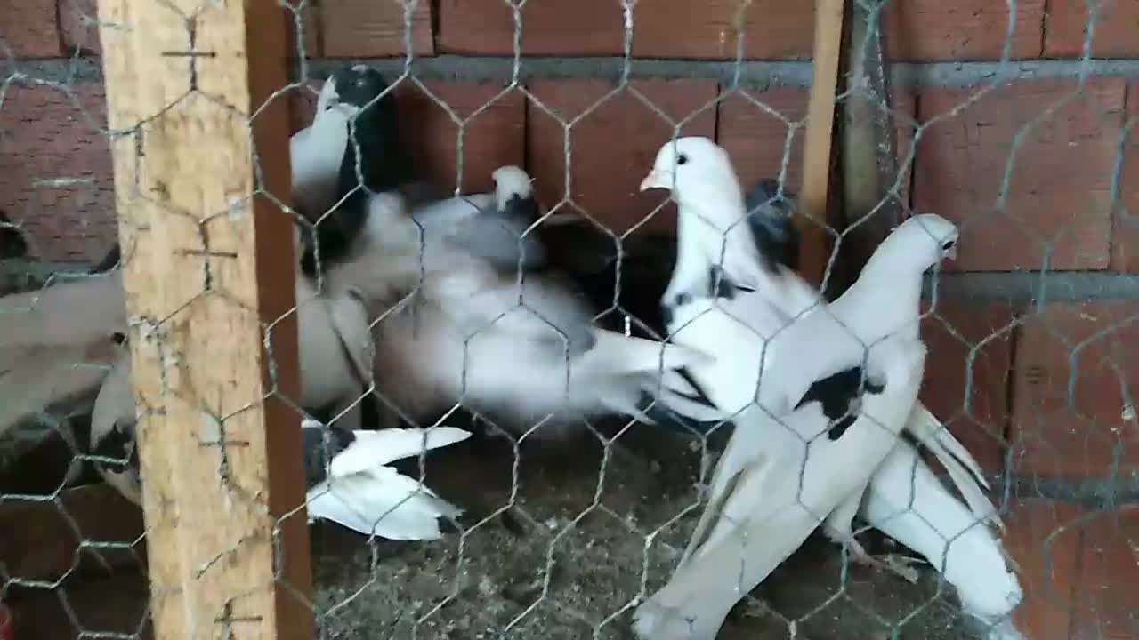 12 تا کفتر بالغ و جوجه یه جا|پرنده|قائمشهر, |دیوار