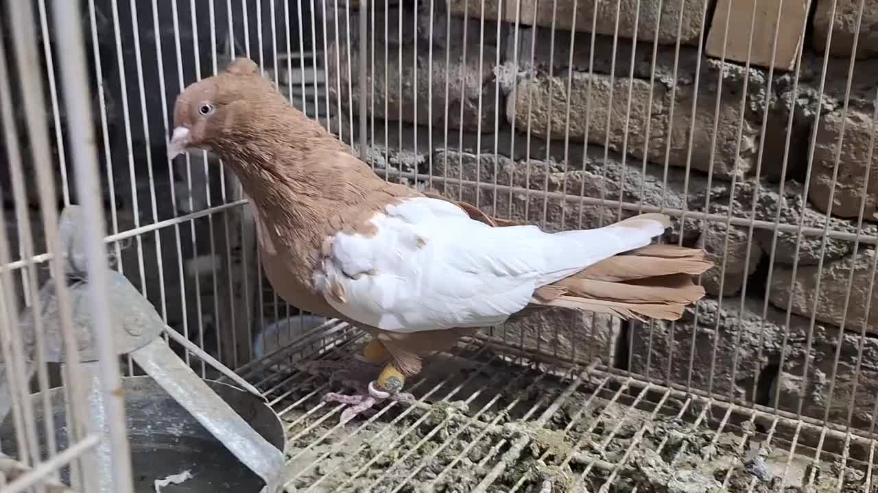 ماده زرد کت سفید ۴۰ سانتی|پرنده|مشهد, رضاییه|دیوار