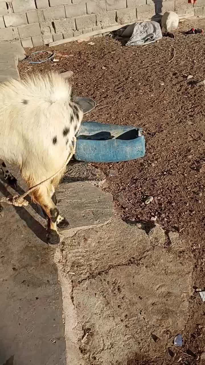 کهره نری|حیوانات مزرعه|میناب, |دیوار